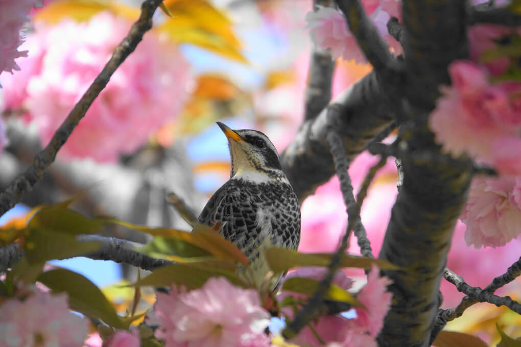 『ツグミ』フランキンセンスさん