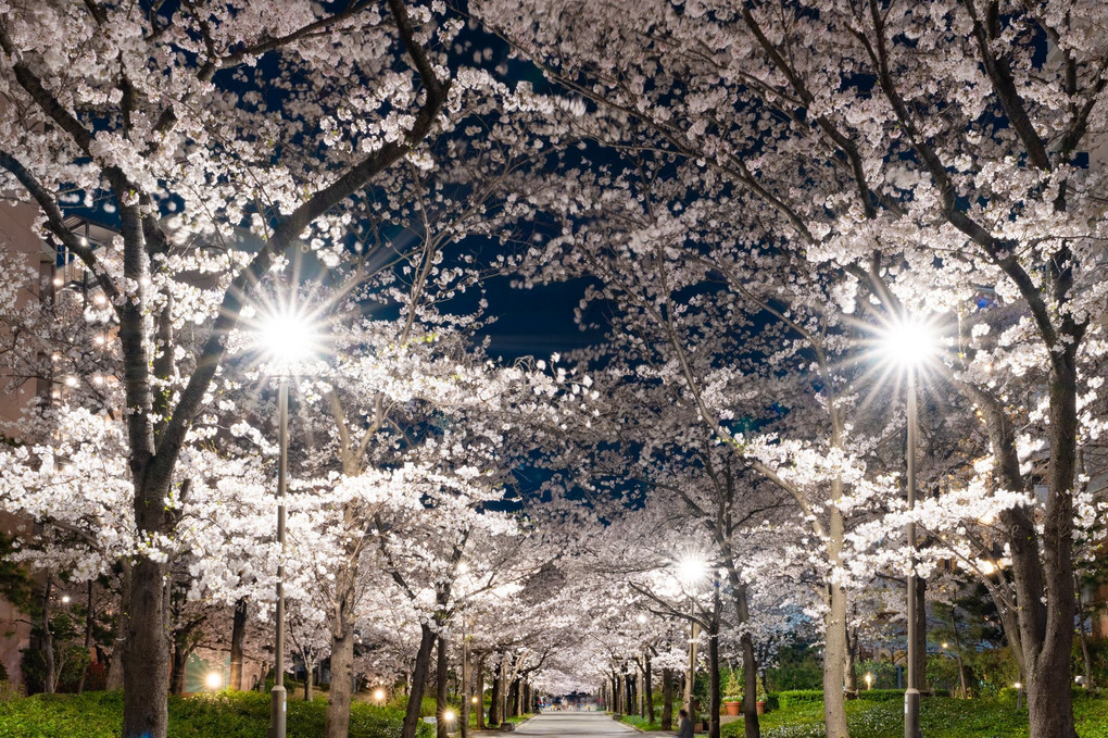 『桜並木ライトアップ』まささん