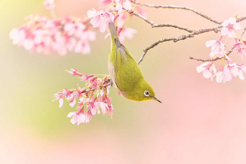 『静寂閑雅』Hiroさん