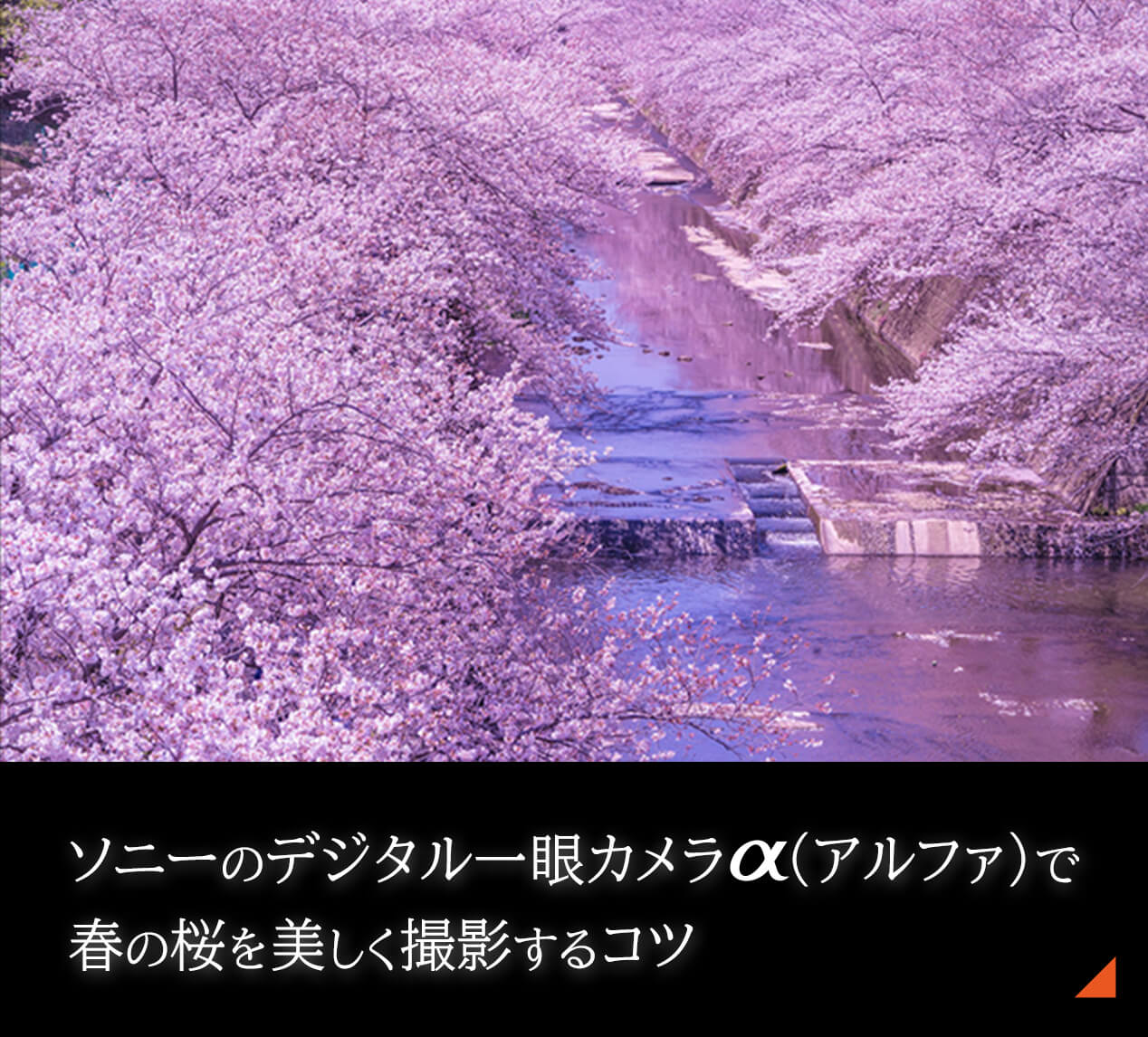 デジタル一眼カメラ α（アルファ）で春の桜を美しく撮影するコツ