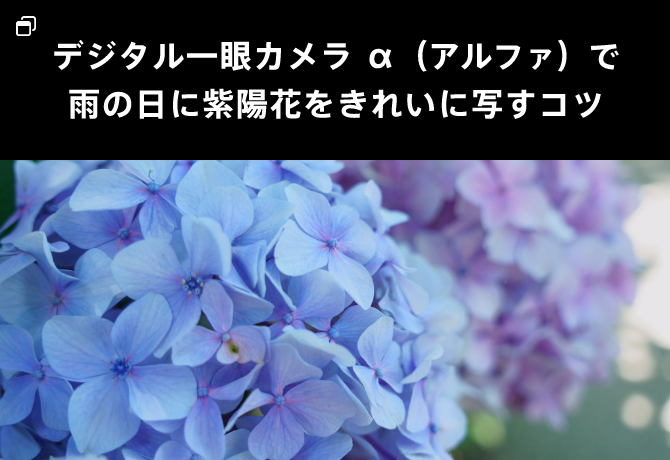 デジタル一眼カメラ α（アルファ）で雨の日に紫陽花をきれいに写すコツ