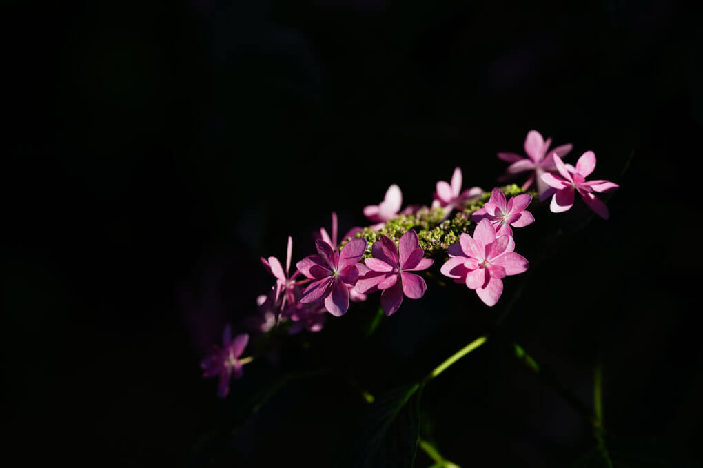 『あじさい三昧（７枚）』akaikaさん