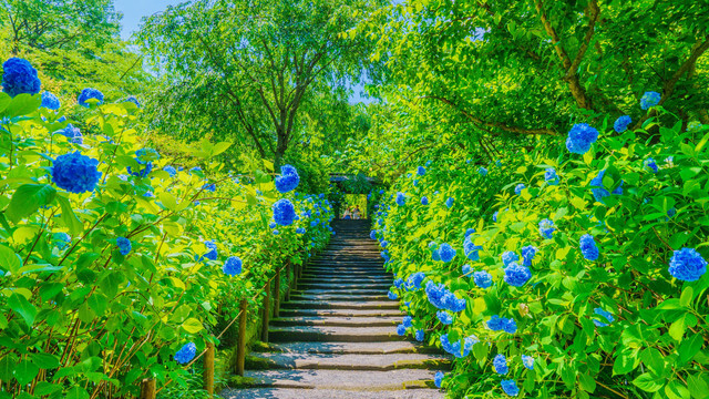 『～水無月の明月院ブルー～』ひなたけさん