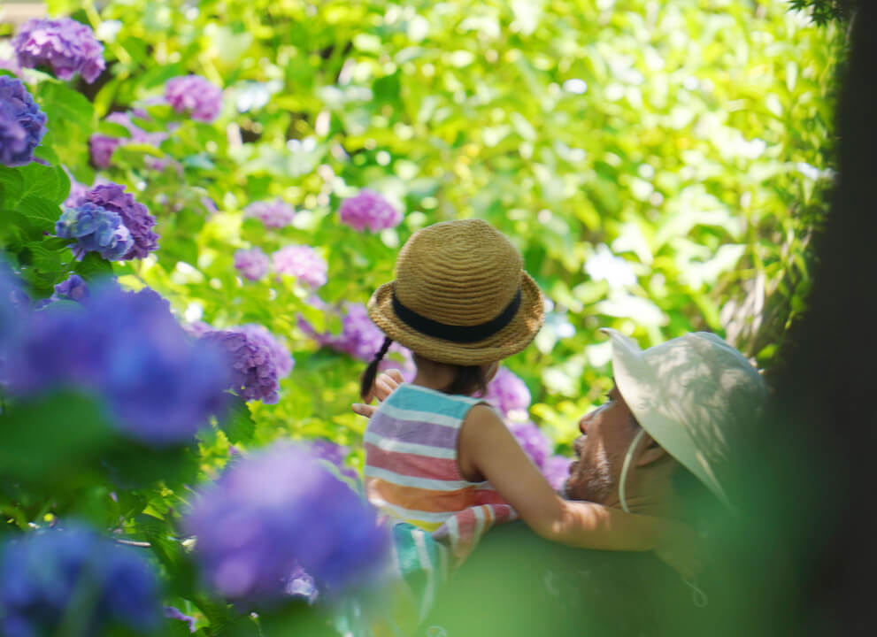 『紫陽花と撮ろうね！』チャクラぱぱさん