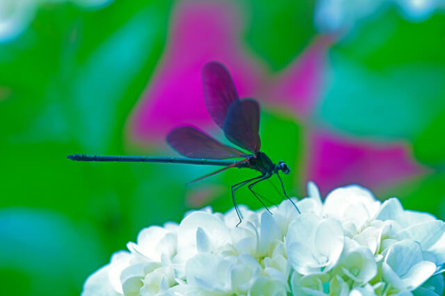 『南九州梅雨入り』nerryさん