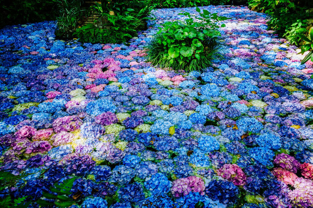 『アジサイを浮かべた池』Maky0027αさん