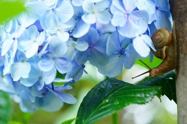 『紫陽花とお客さま🐌』シバちゃんさん