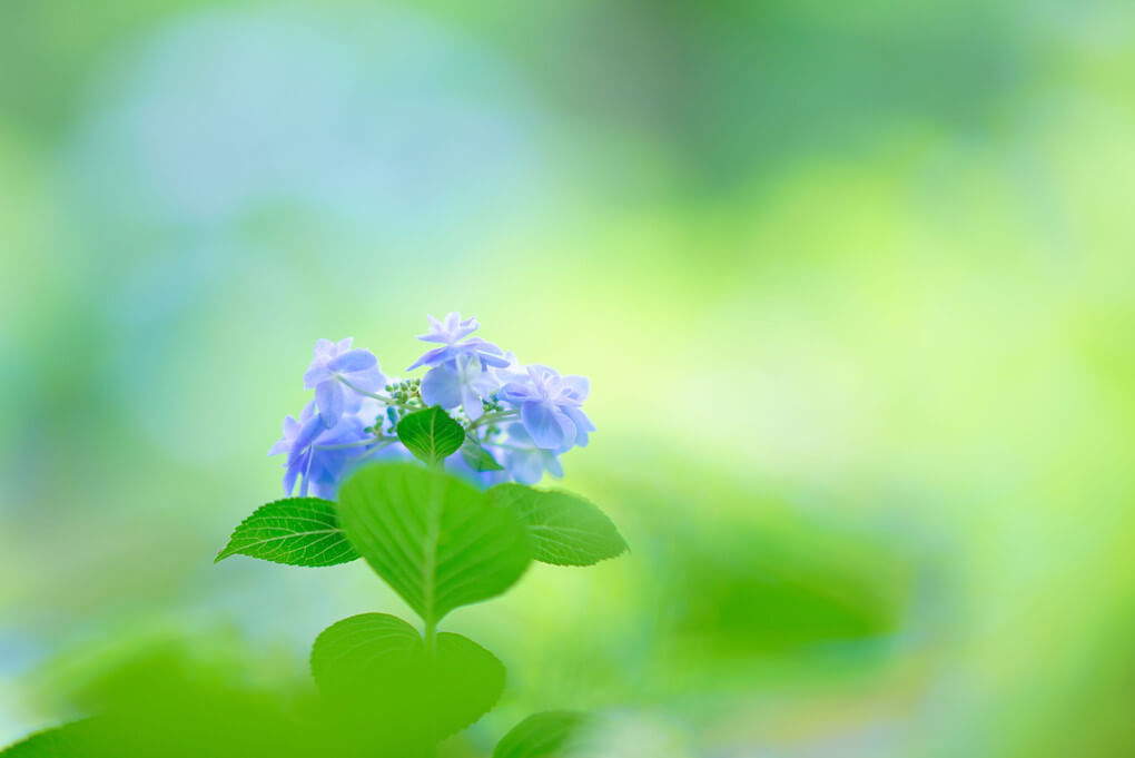 『梅雨の花Ⅱ』しげもげさん