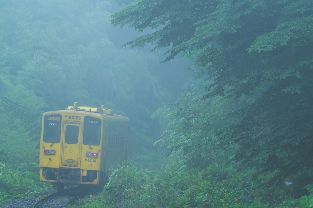 『森を包む霧雨』fox_gonさん