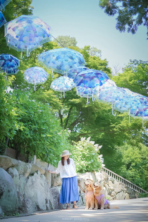 『紫陽花柄のアンブレラスカイ』kobana＊さん