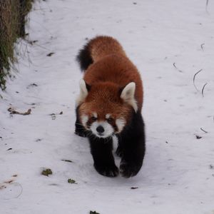 冬のレッサーパンダさん