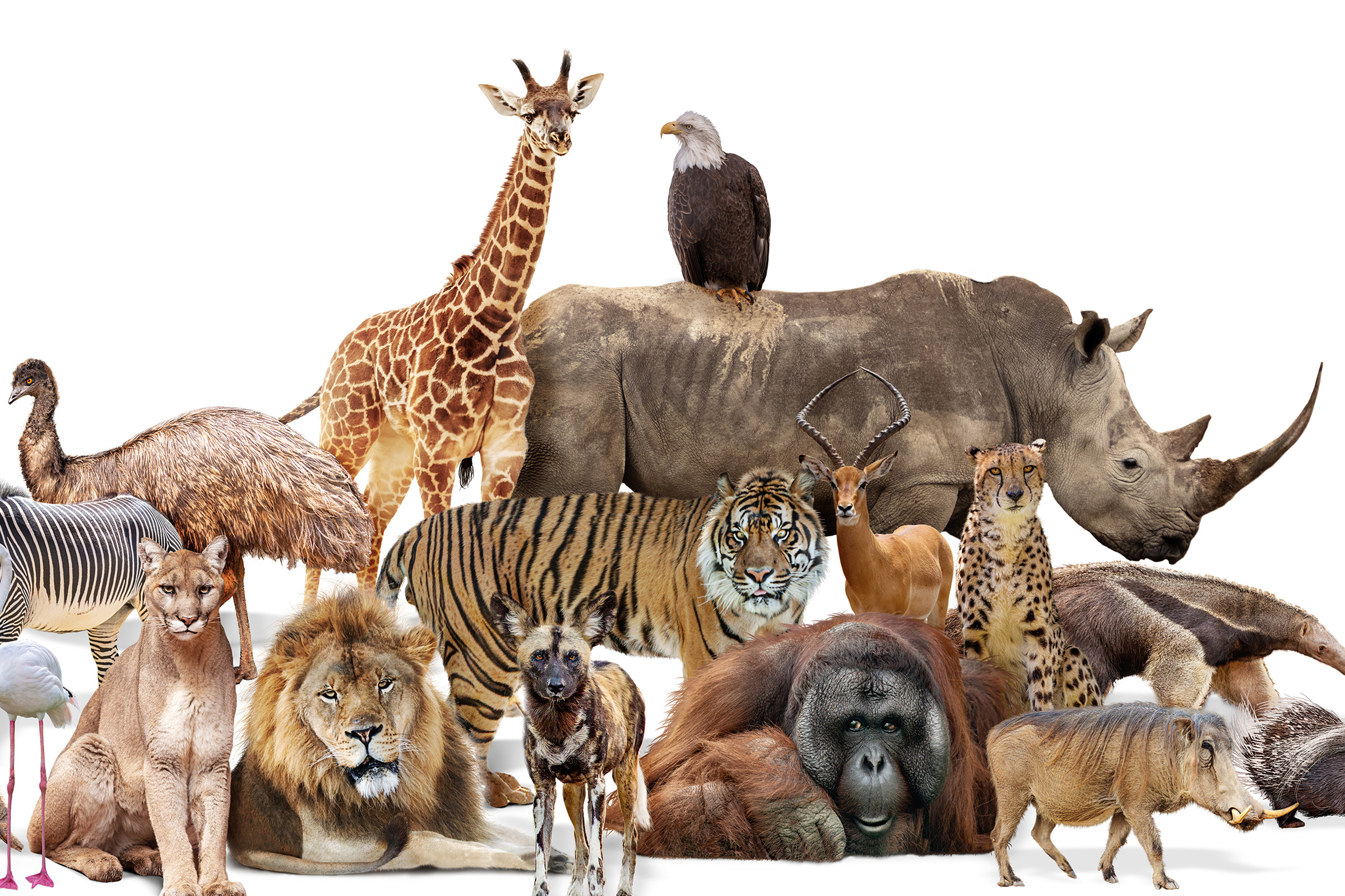 ペット以外の生きもの部門のイメージ写真