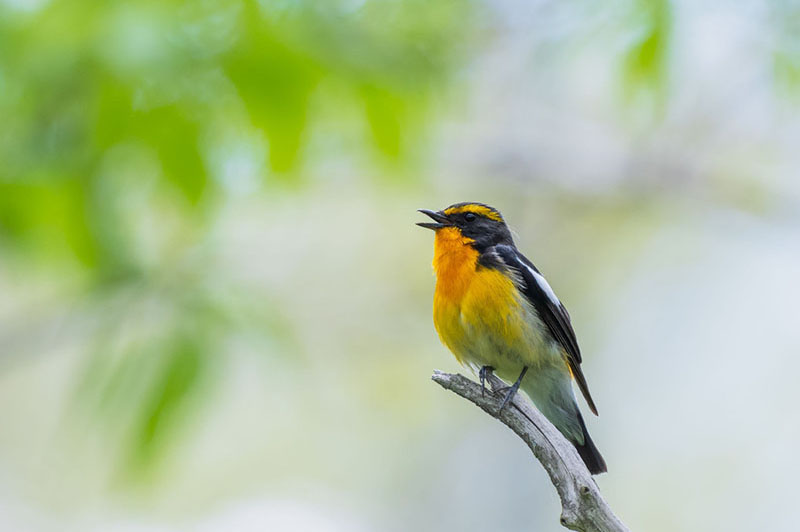 野鳥撮影のはじめかた カメラの基本設定や撮影のコツなどをご紹介