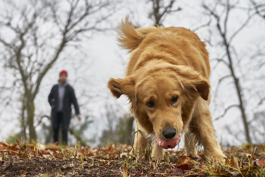デジタル一眼カメラα（アルファ）でペットのかわいい表情を撮るコツ