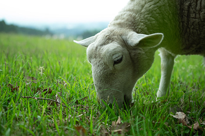 撮影を楽しもう動物園編