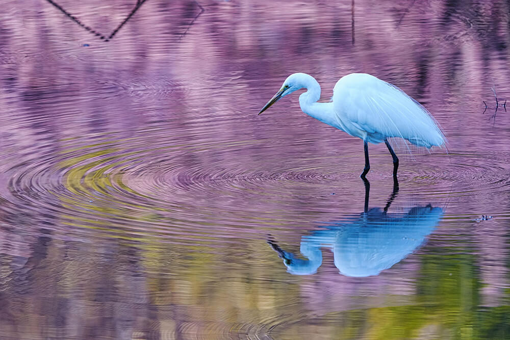 鳥の撮影おすすめ構図7選