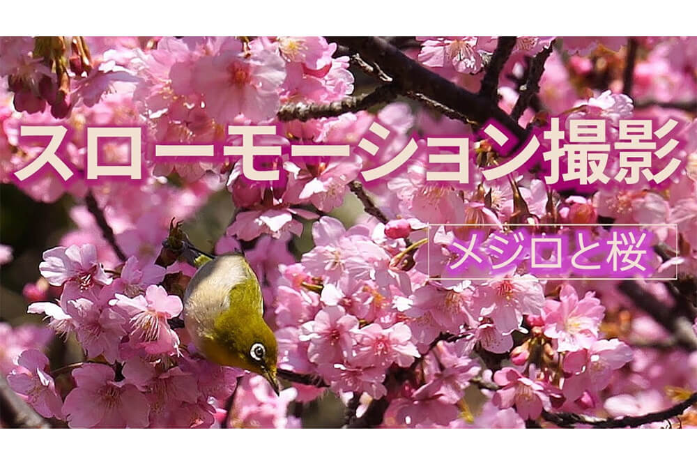 【ムービー】メジロと桜をスローモーション撮影する​