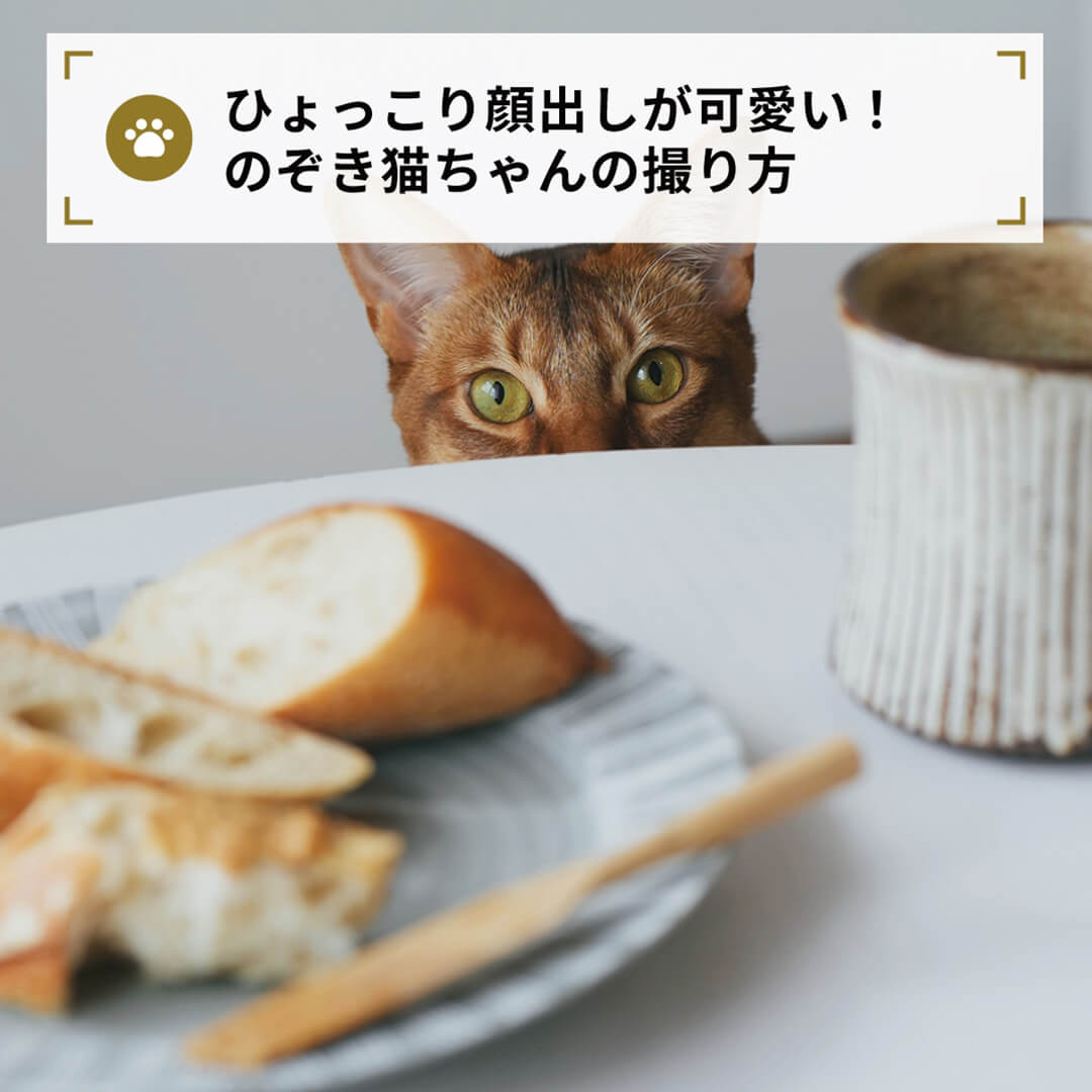 ひょっこり顔出しが可愛い！
のぞき猫ちゃんの撮り方