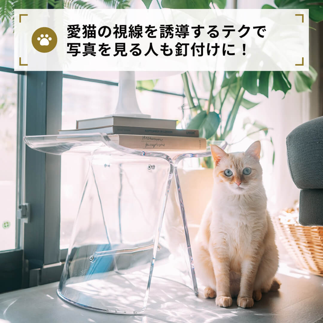 愛猫の視線を誘導するテクで
写真を見る人も釘付けに！