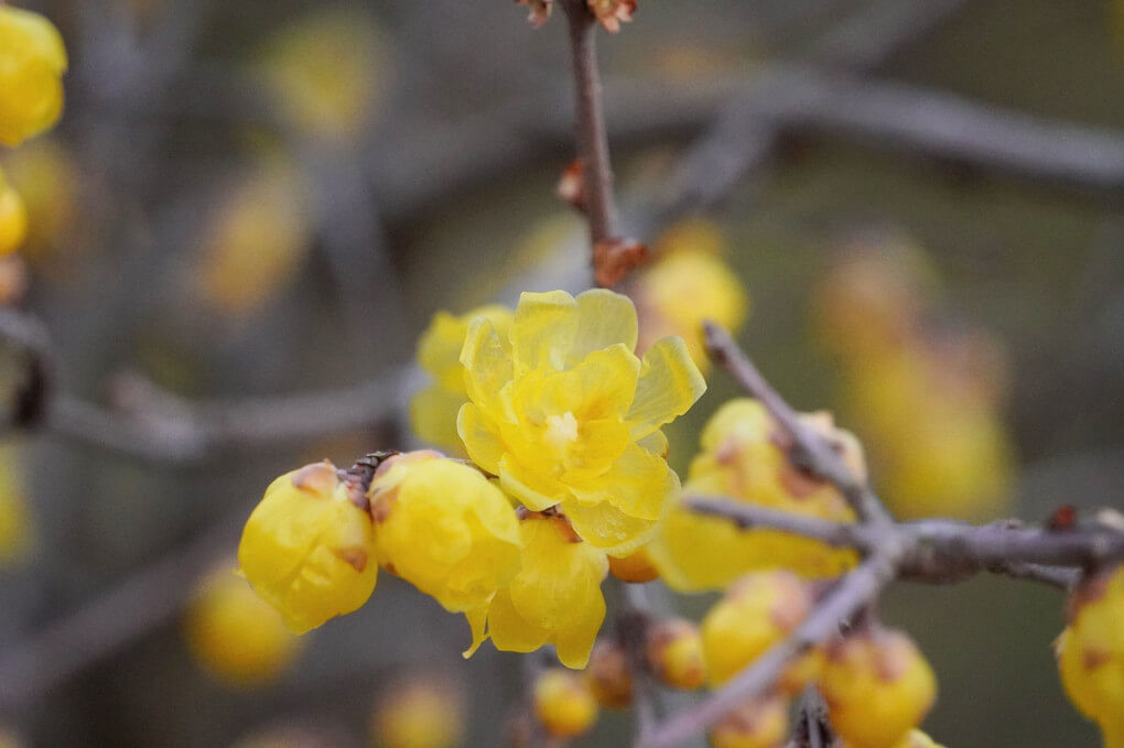 『ロウバイ』koharuさん