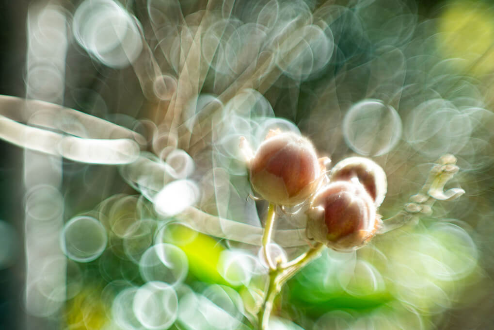 『FLOWER SPLASH』seijiさん