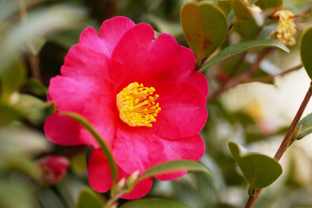 『困難に打ち勝つ』sophiaさん