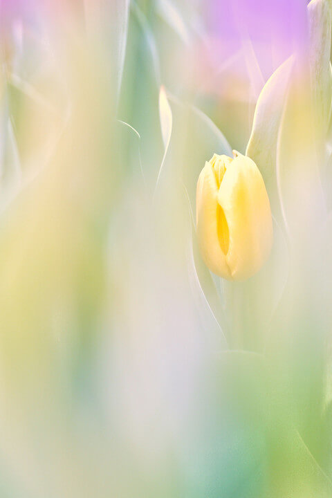 『優しく守られて』lemon-teaさん