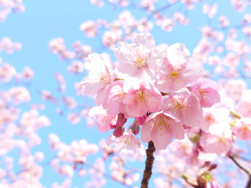 『河津桜の世界』mmyamaさん