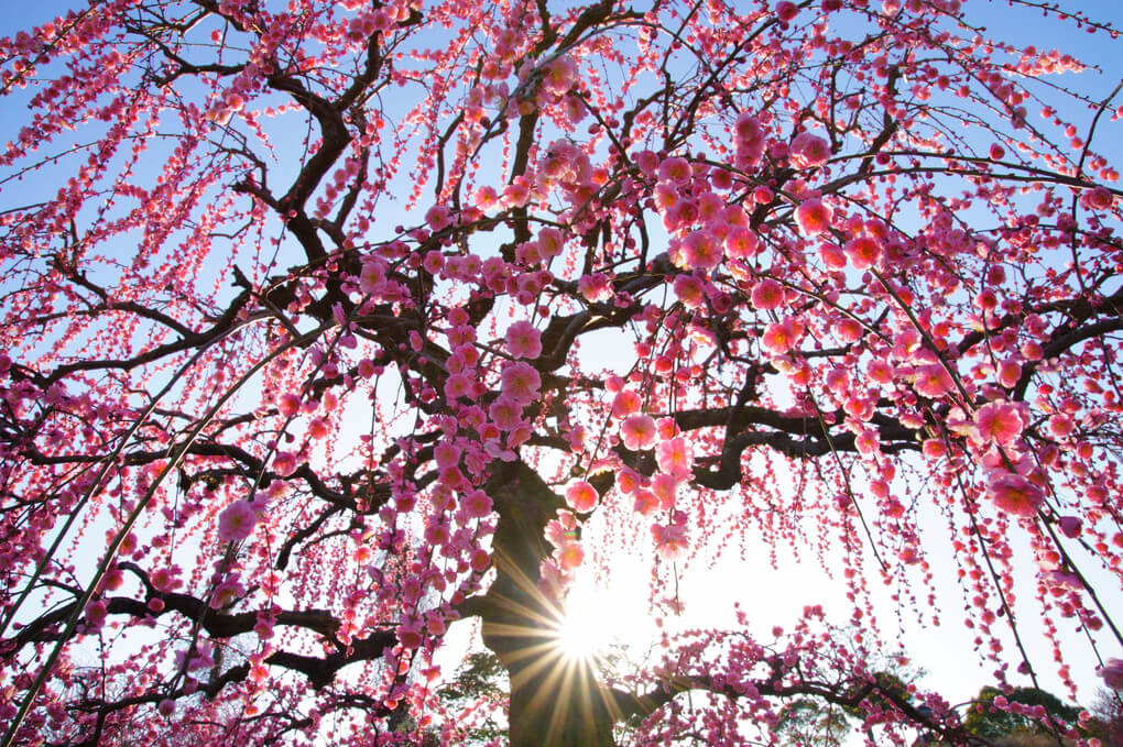 『しだれ梅』イーサさん