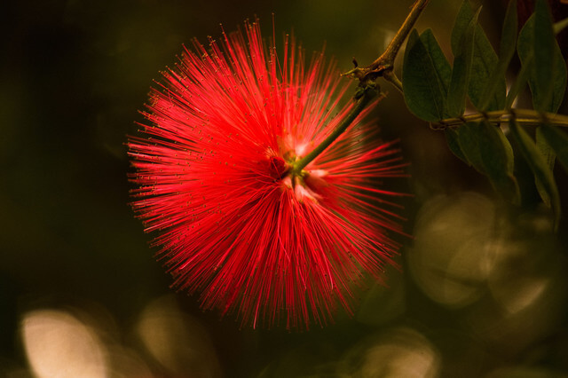 『ヒネム（緋合歓）』hidesanさん