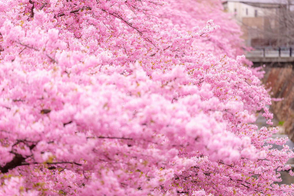 『満開河津桜』moyuさん