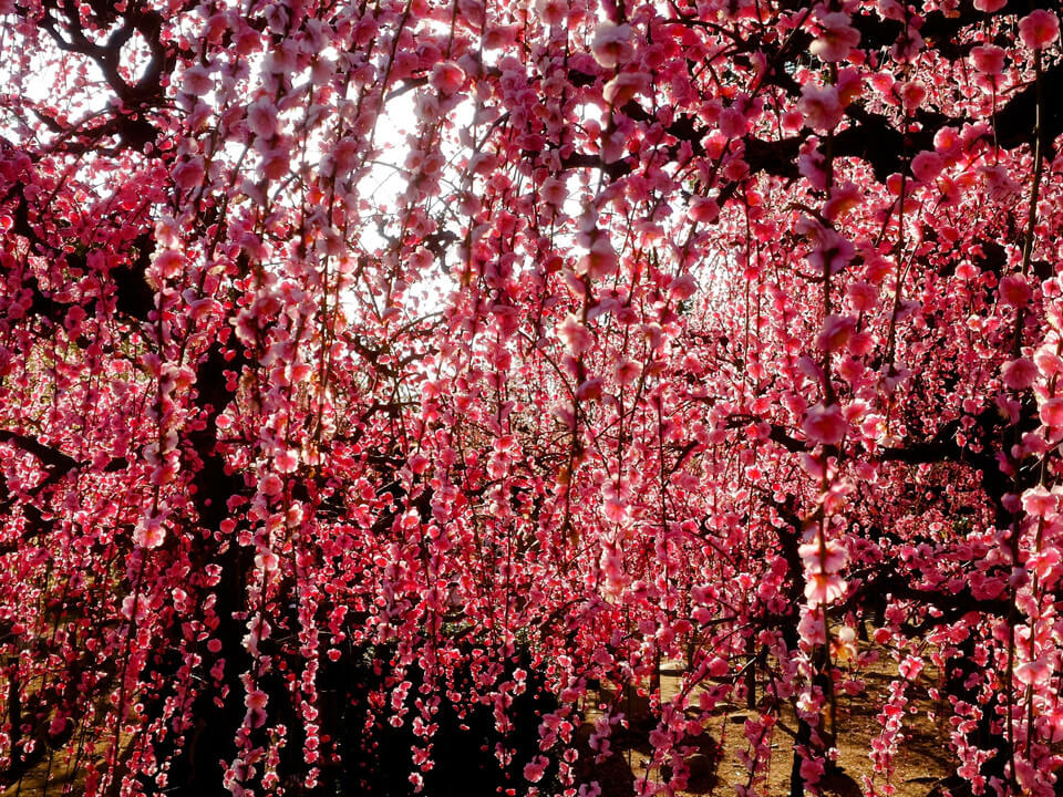 『夕方の梅 #フラワー2025』悠々さん