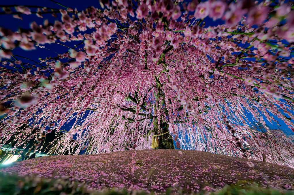 『見頃』block_chokoさん