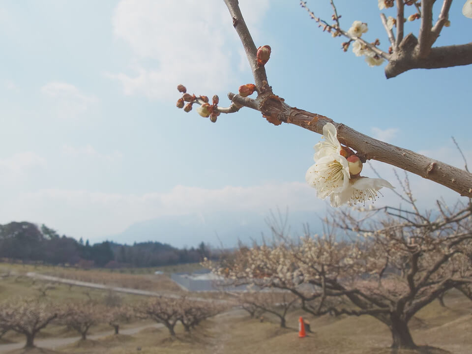 『』ノリダーさん