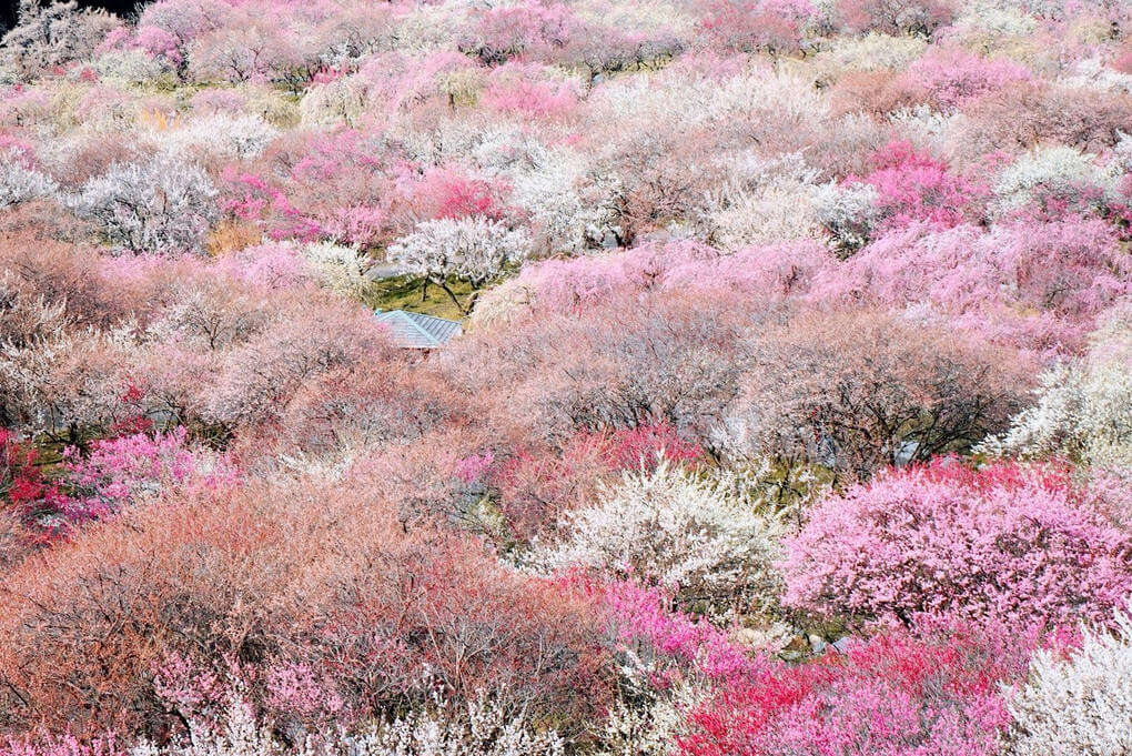 『いなべ梅林園　③』ラッツさん