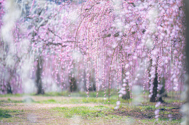 『春爛漫』sanamaruさん