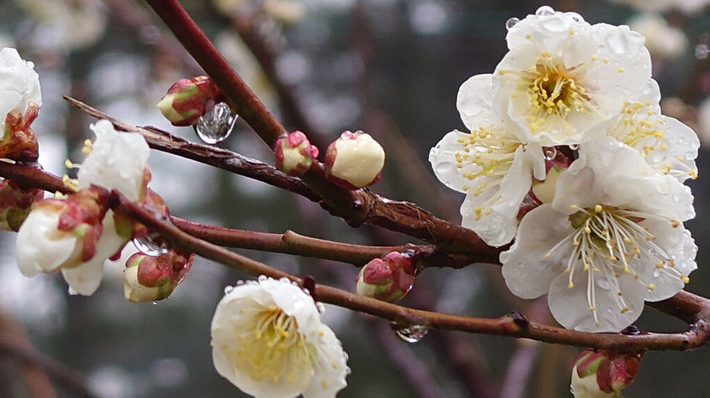 『雨の日の観梅～綱敷天満宮』みありいさん