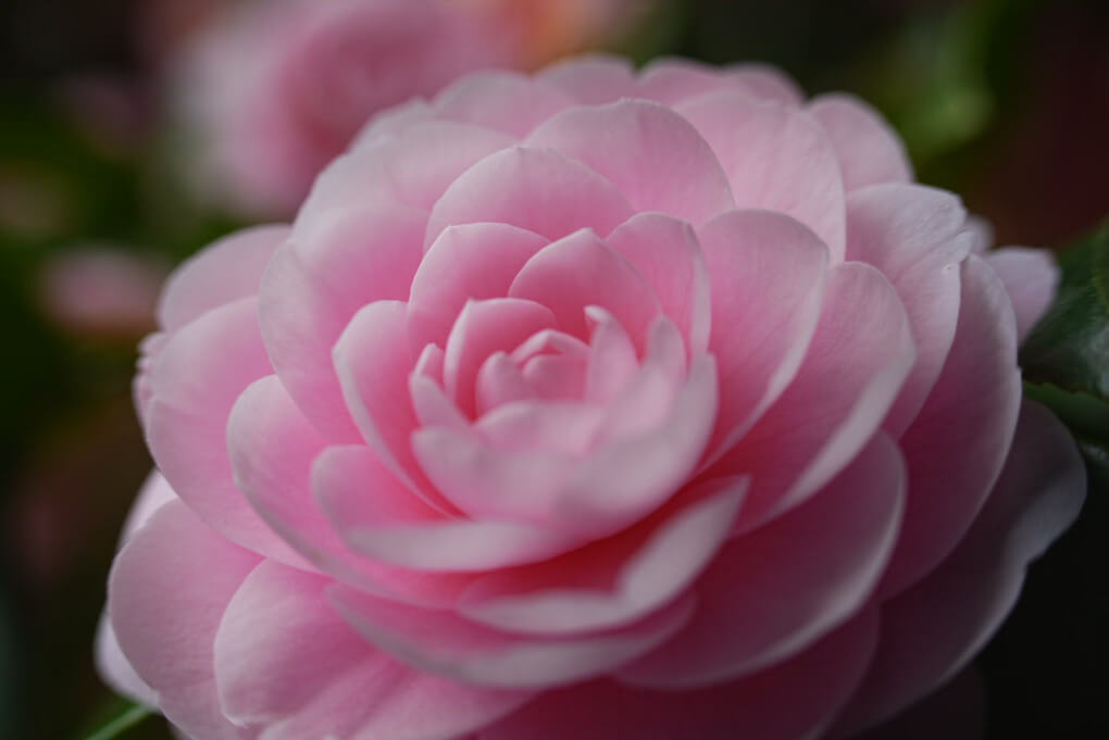 『桜のわきで咲く椿』405さん