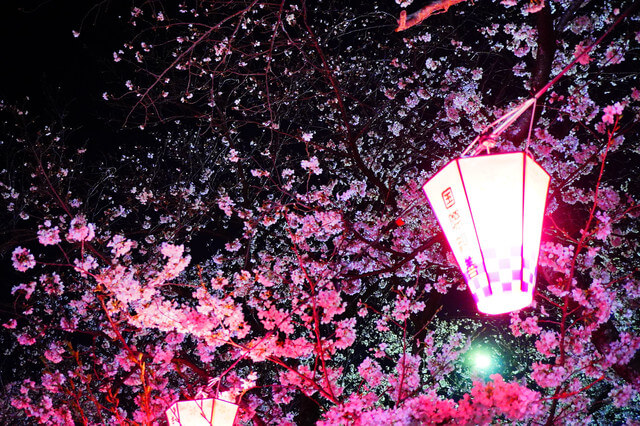 『仕事帰りの夜桜』h2652さん