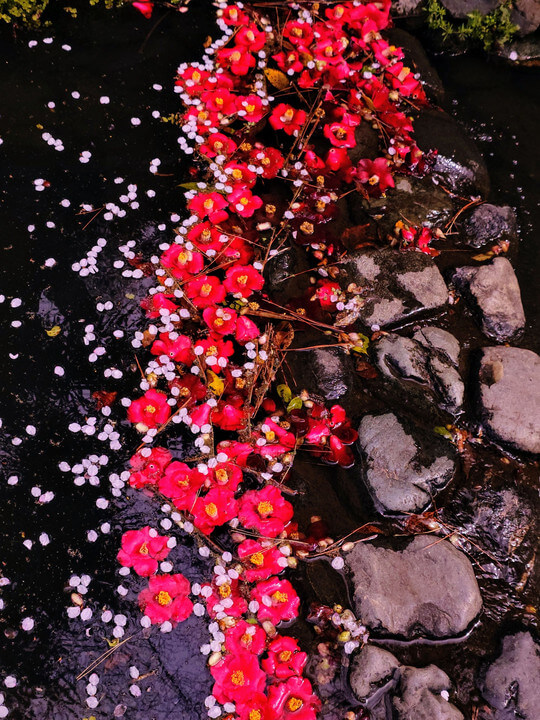 『移ろい』runaoさん