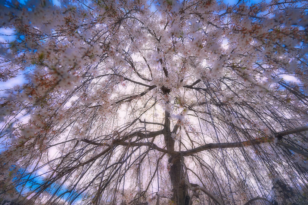 『桃色に包まれて』hidesanさん