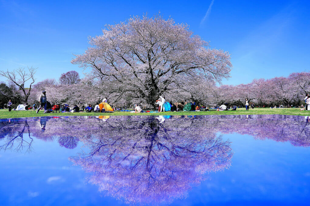 『春爛漫』年パスさん