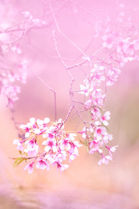 『里山に咲くコヒガンサクラ』makoi26さん