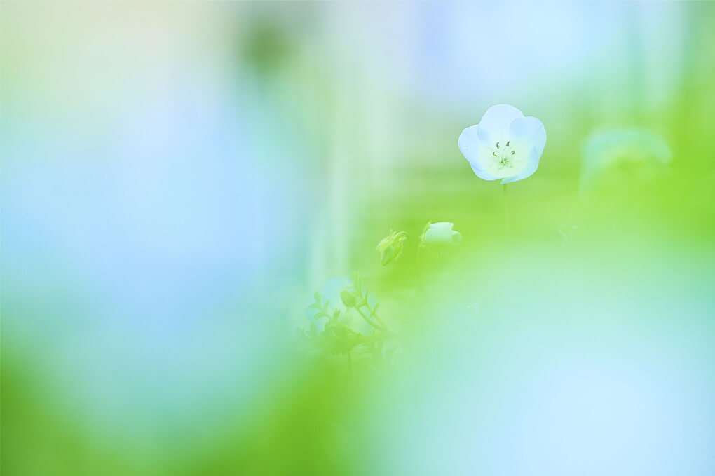 『街のネモフィラ』haruさん