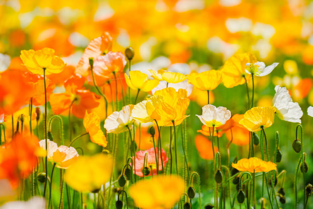 『カラフルポピー』rika_portraitさん