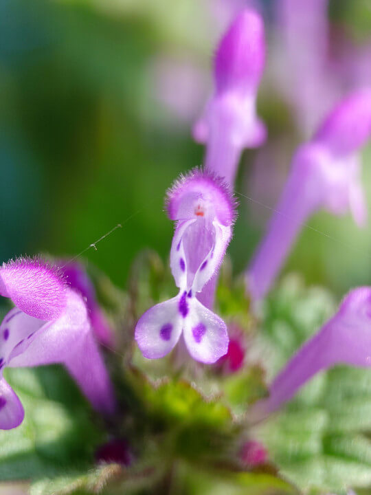 『ホトケノザ』sasukeさん