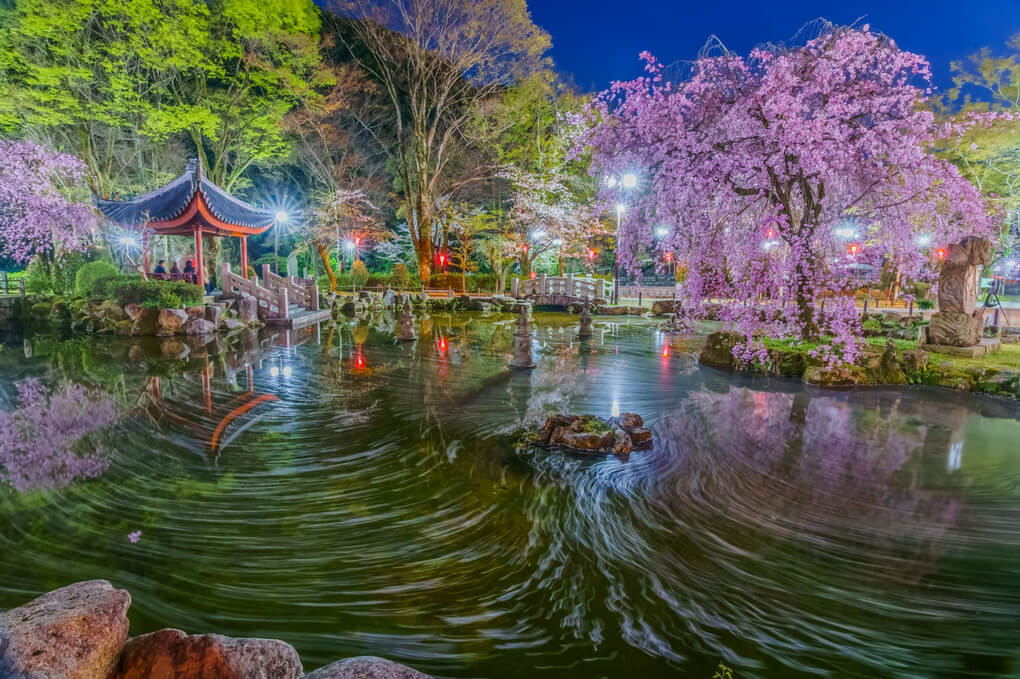 『⭐夜のお花見⭐』mosukoさん