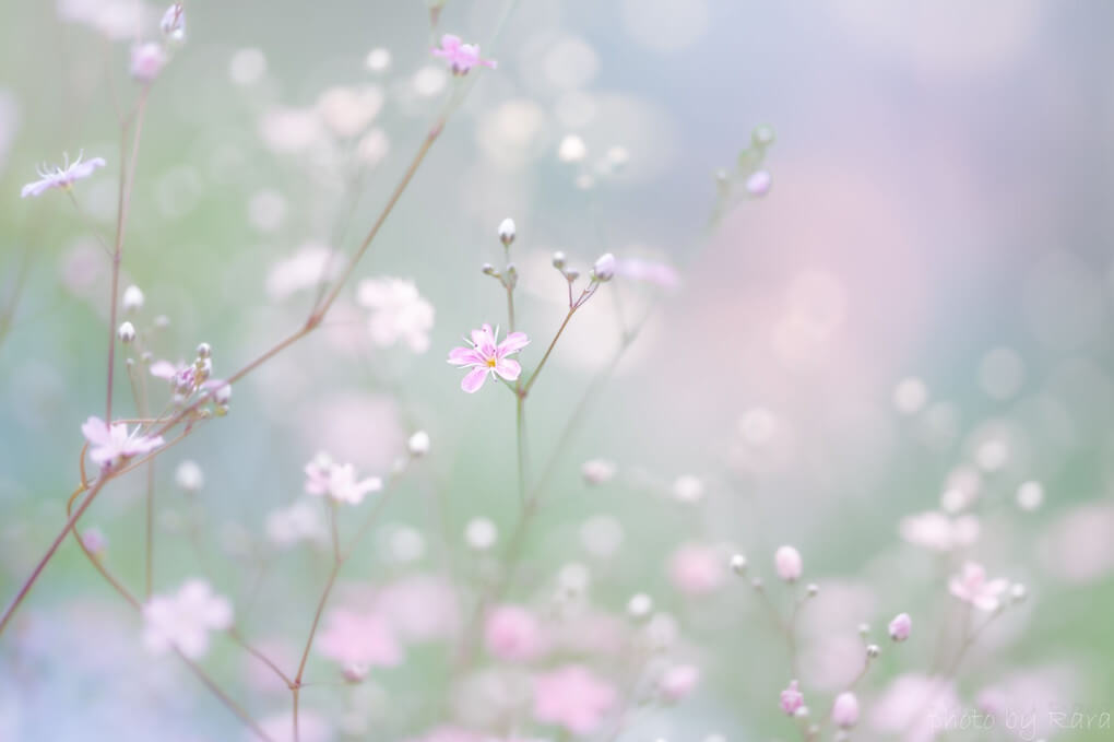 『エレガンスローズ𓏲𓆸܀𓂃.◌𓈒かすみ草』miuさん