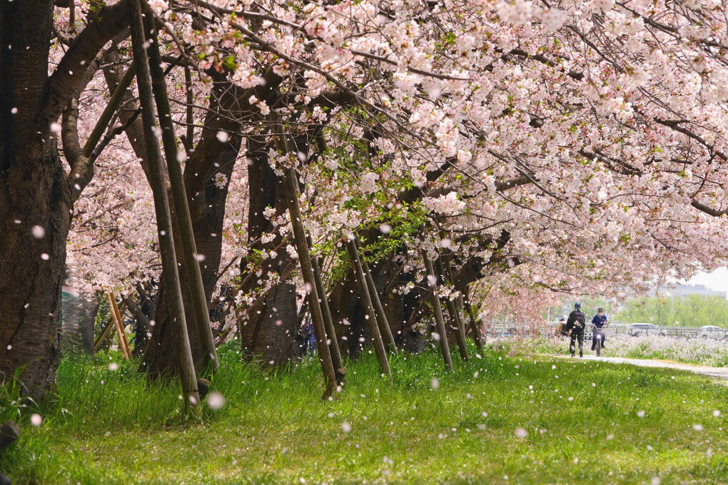 『桜吹雪＠多摩川堤』チャクラぱぱさん