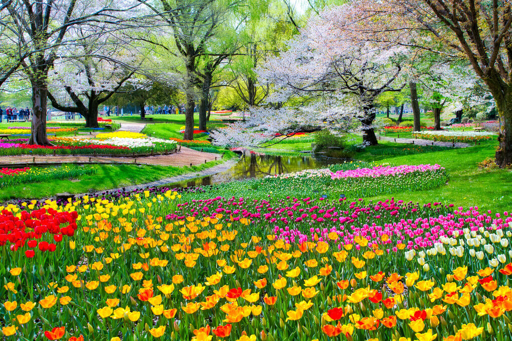 『「チューリップガーデン」渓流広場・昭和記念公園』NOBUさん